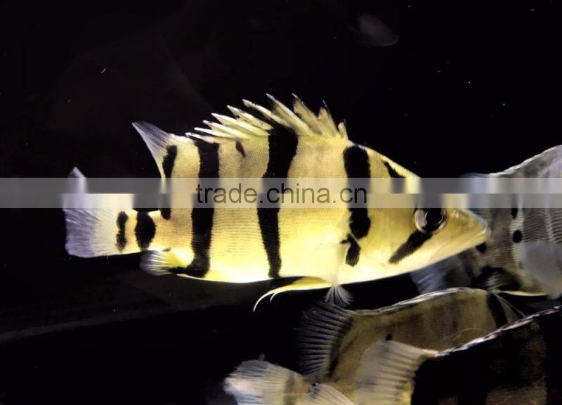 Tiger fish rare aquarium fish from Thailand exporter