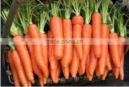 fresh red carrot