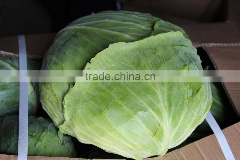 chinese round cabbage