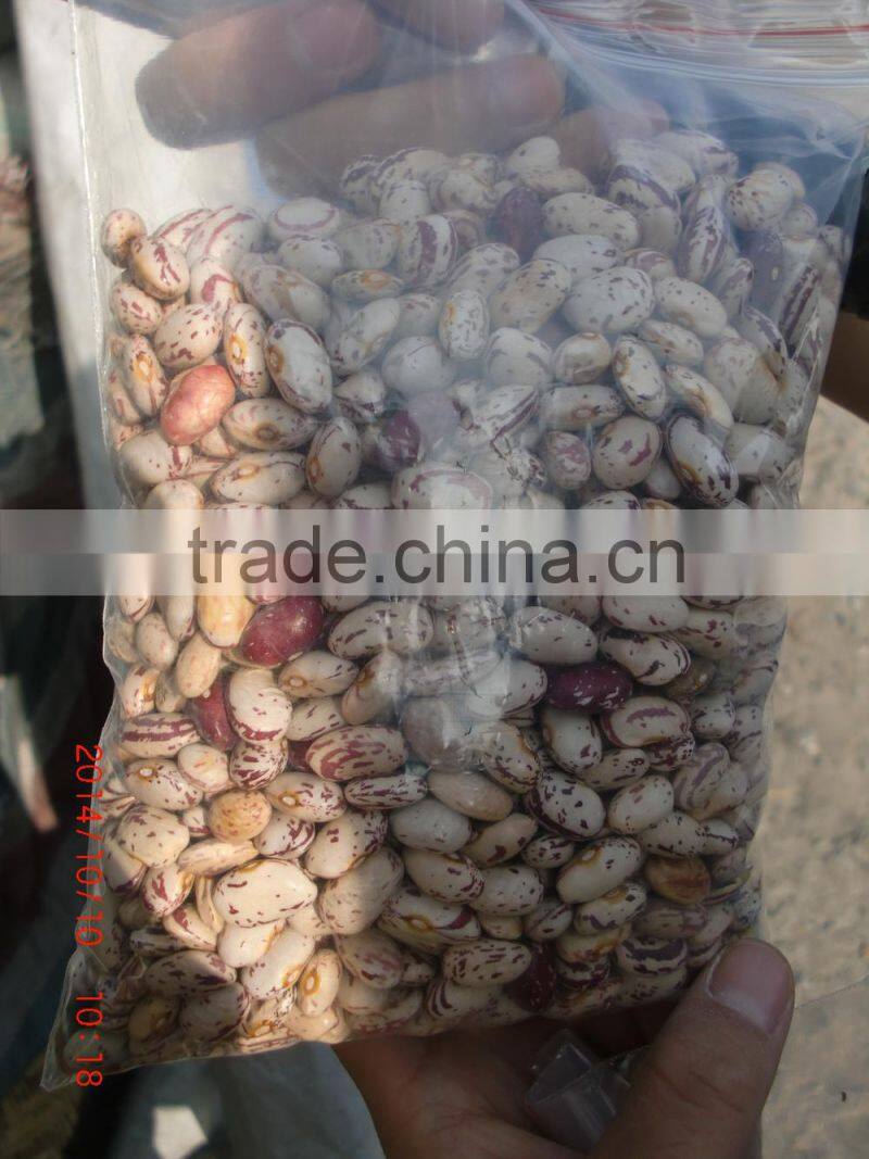 FULL OF SPECKLED KIDNEY BEANS FROM CHINA