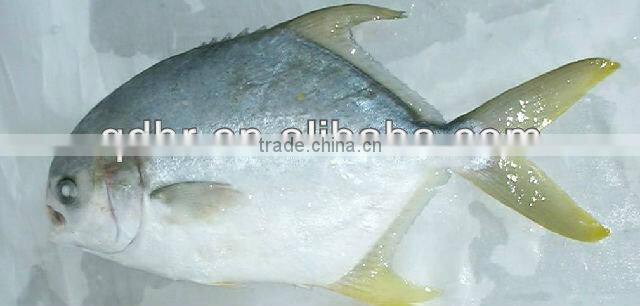 frozen golden pompano