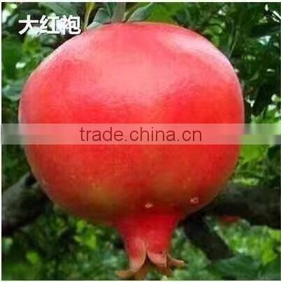 Easy survival pomegranate seedling