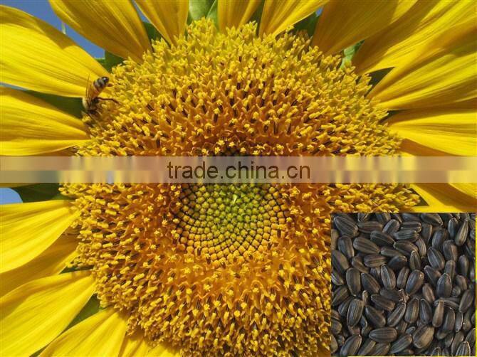 oil sunflower seeds for sale