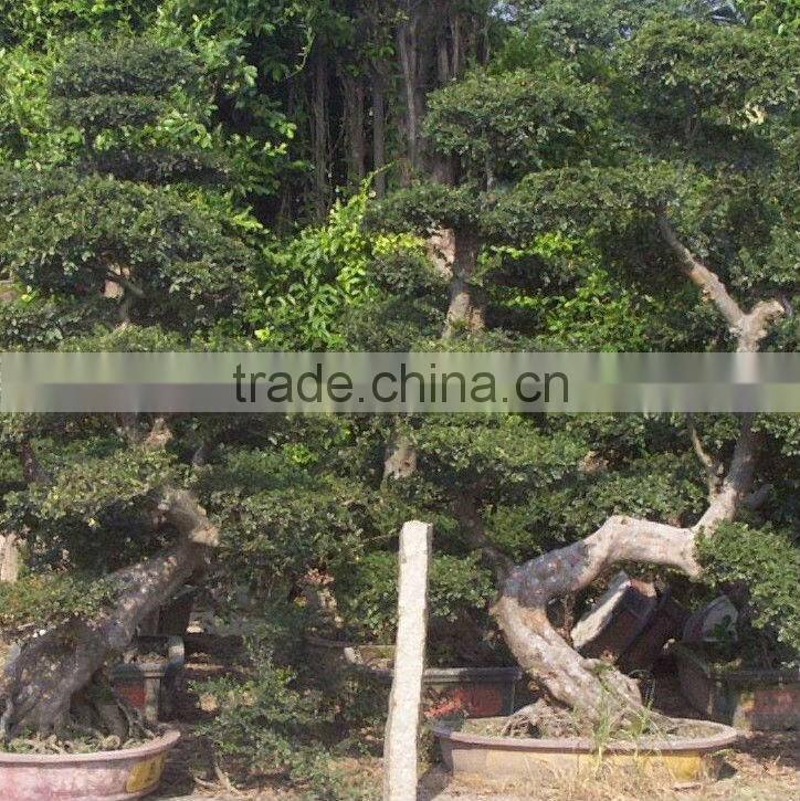 Chinese elm bonsai