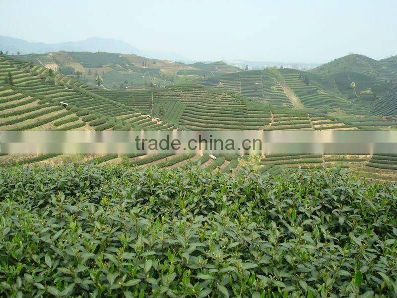 china mee tea 9371 9367 41022A AAA geen tea chun mee