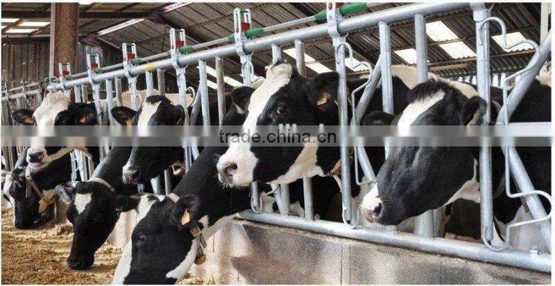 self locking stanchions for cow