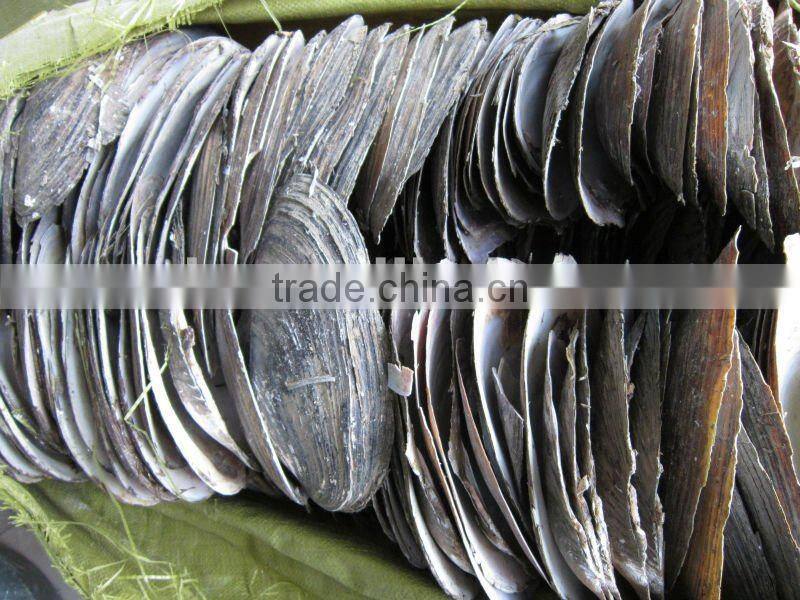 natural raw thick chinese river triangle shell/raw shells