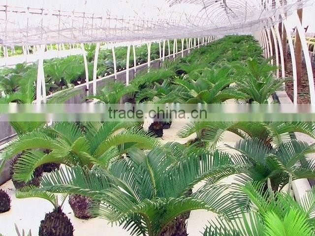 Flower Planting Hydroponic system/Hydroponic garden