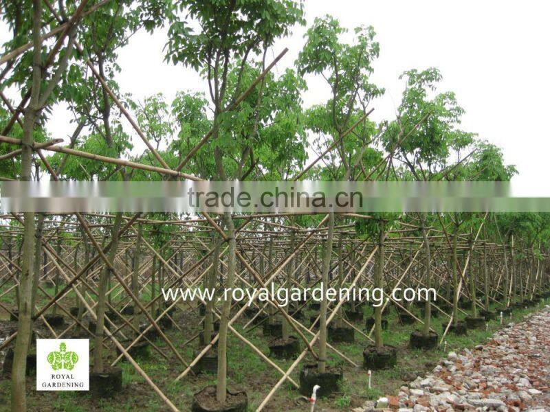 Cassia fistula big flower trees