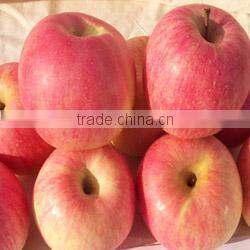 Fuji apple exporter in china