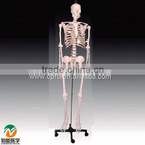 BIX-A1001/2/3 human skeleton model