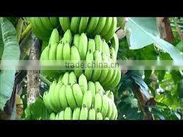 FRESH PREMIUM CAVENDISH BANANA