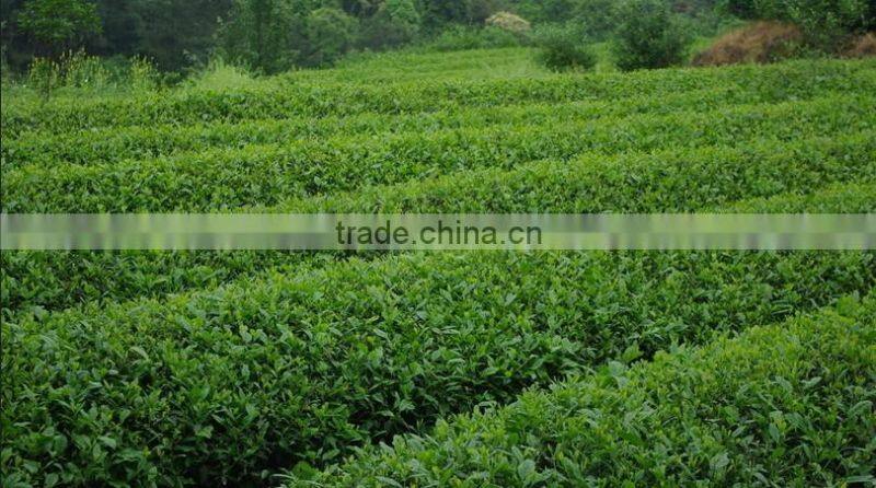 Factory Dropshipping Private Label Japanese green tea powder MOQ 10kg Cinnamon matcha powder varieties of flavour