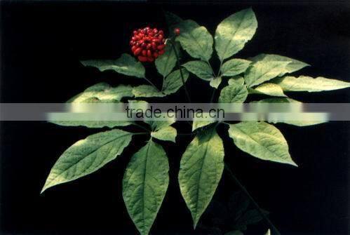 Chinese well-know herb Pure Natural RADIX GINSENG Oil, Ginseng essential oil
