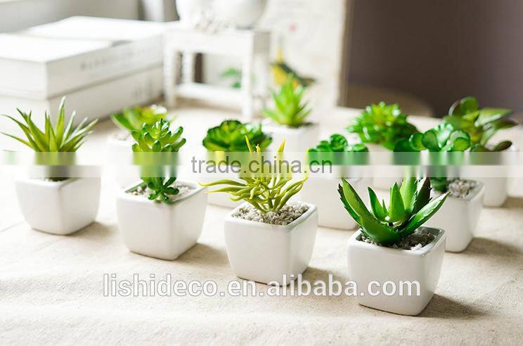 Export Succulent Plants Artificial Succulent Plants Bonsai Succulent Plants