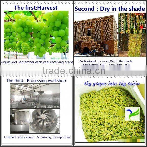 import new fresh big green raisin with high quality and the best price
