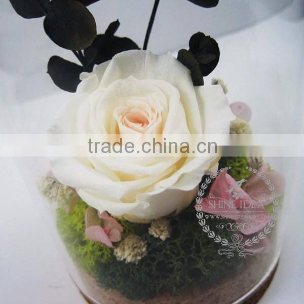 white rose dry preserved flower glass terrarium dome home decoration table centerpiece ornament indoor gardening 0120002
