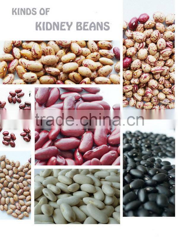 Dry bulk myanmar green mung bean