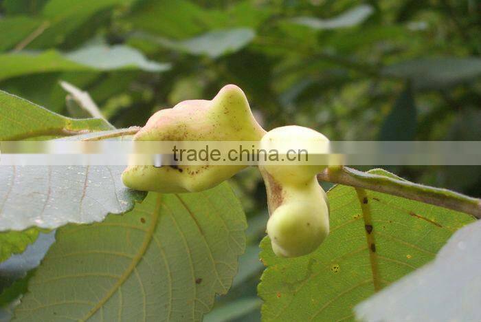 Chinese Gall