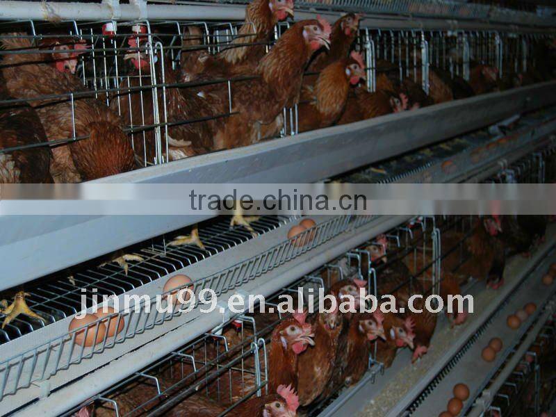 layer chicken poultry house