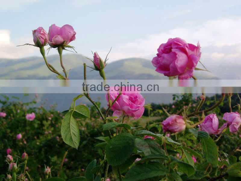 EC100 Stainless steel essential oil Making Machine on sale