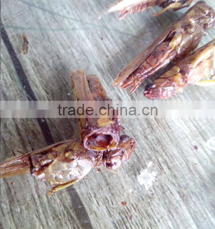 Animal feed supplies Microwave dried locusts dog fish treats