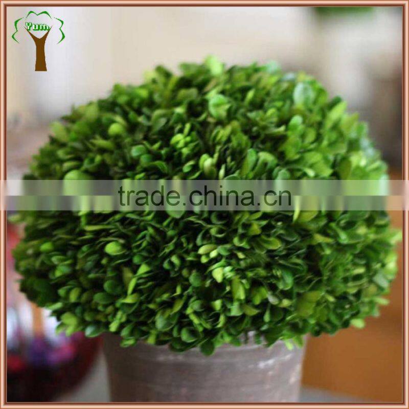 preserved boxwood half ball