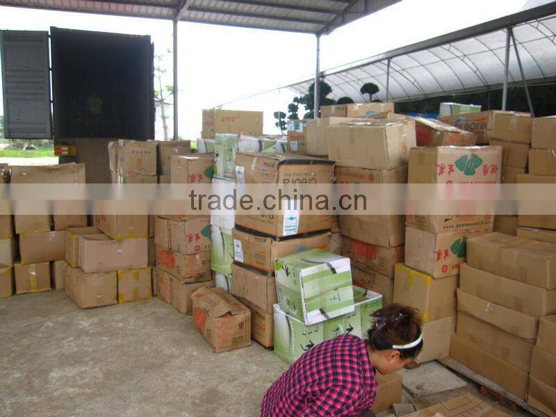 Echinocactus grusonii in box packing
