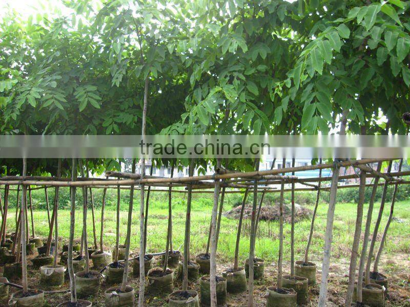 Cassia fistula outdoor tropical trees