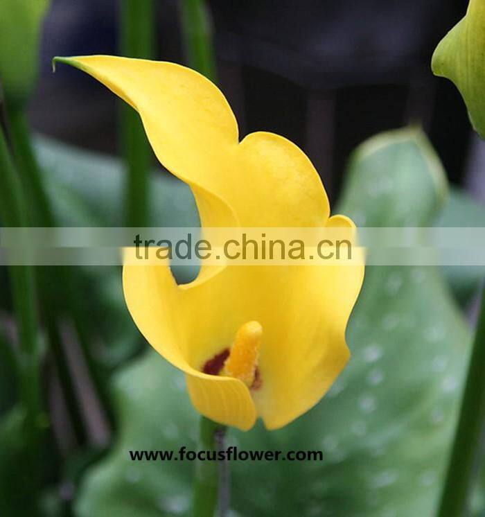 Fresh Cut Flower Yellow Calla Lily With High Quality And Reasonable Price For Wedding Table Centerpiece Decoration