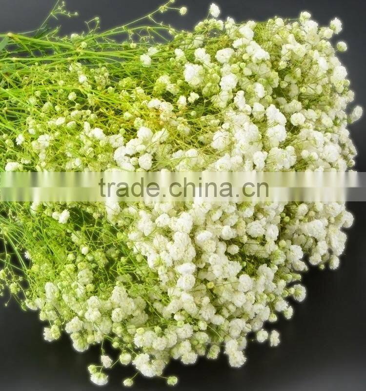 Fresh color unique flower gift gypsophila
