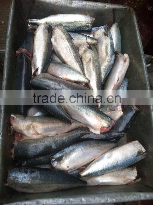 HGT 100-200g Frozen Mackerel