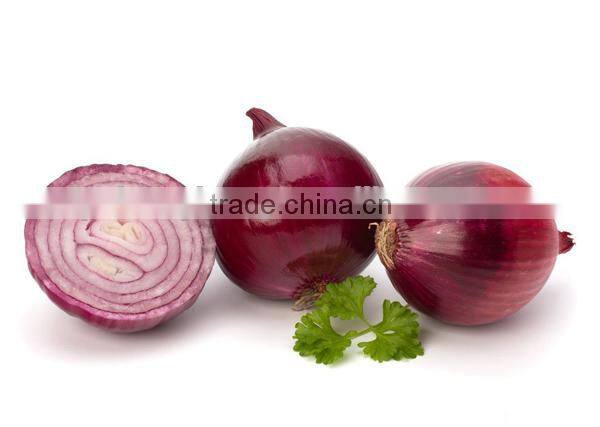 Fresh Onion Market Price