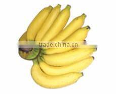 Organic fresh bananas Kluai Hom variety