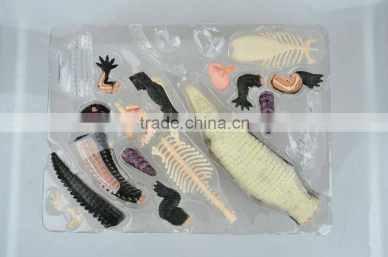 V-AM053 4D MASTER Crocodile specimen anatomical model with organ skeleton