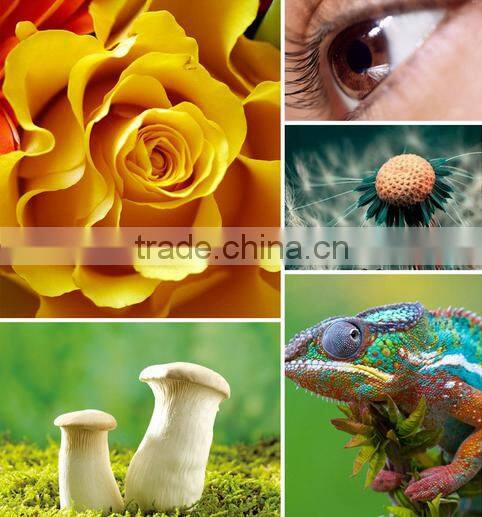 High Definition Universal 3 in 1 clip lens