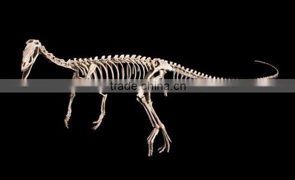 VGS-212 zigong dinosaur educational skeletons Museum Decoration Fiberglass Dinosaur Skeleton