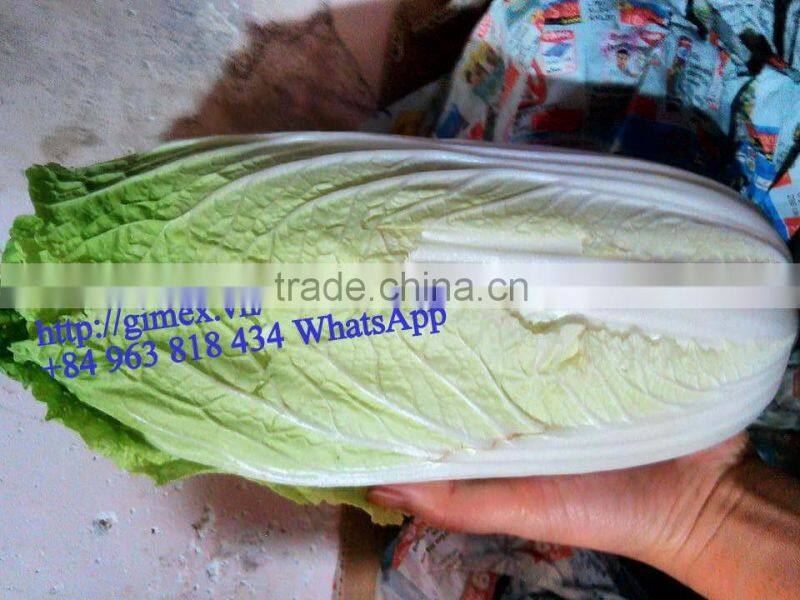 FRESH CHINA CABBAGES