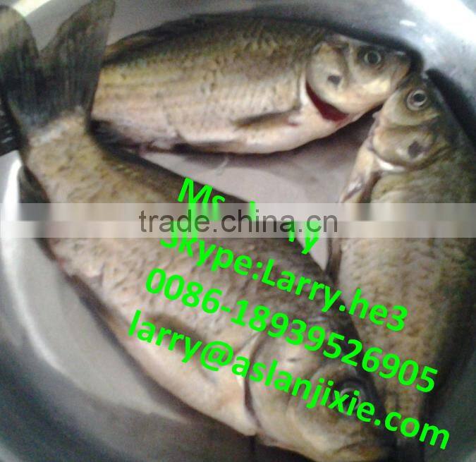 automatic fish scaling machine/fish viscera cleaning machine/fish scaling machine