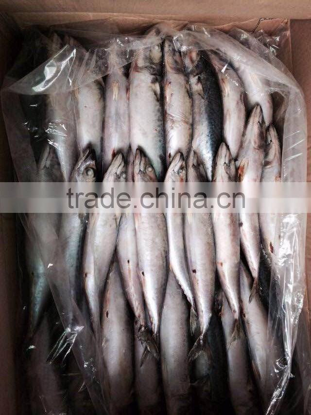 AAA QAULITY Frozen PACIFIC Mackerel