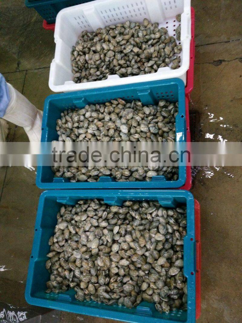 COOKED AND FROZEN SHORT NECKED CLAM