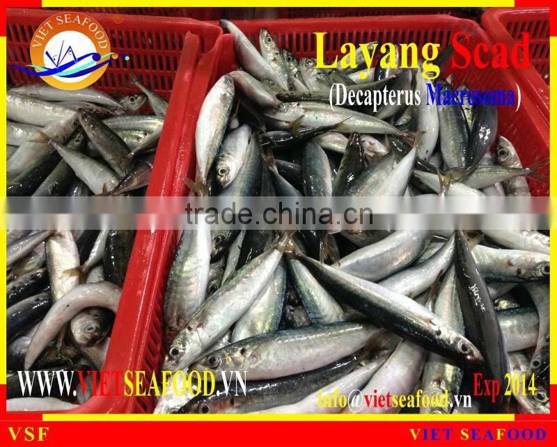 FROZEN LAYANG SCAD WHOLE ROUND