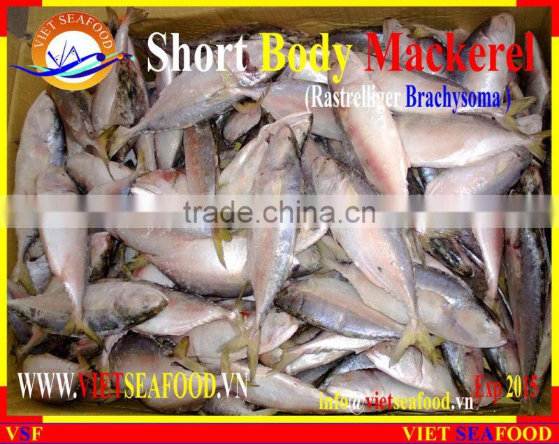 FROZEN SHORT BODY MACKEREL W/R