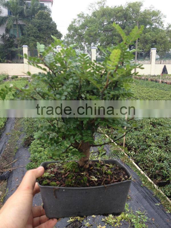Zanthoxylum Odorum bonsai nursery