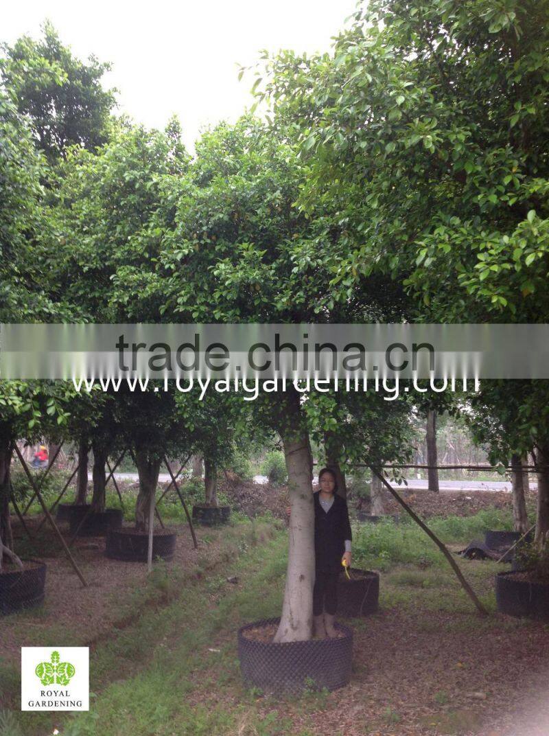 Large Ficus nitida and ficus microcarpa