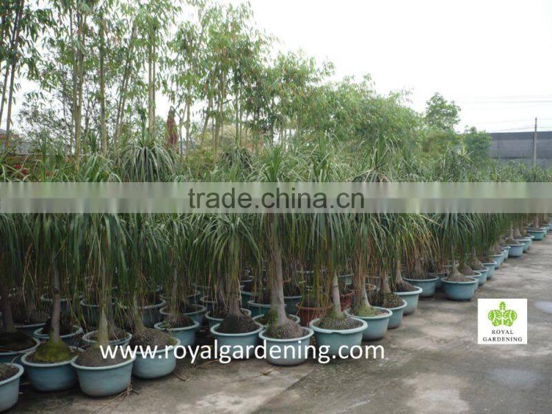 Beaucarnea recurvata ( nolina recurvata) ponytail palms as outdoor plants
