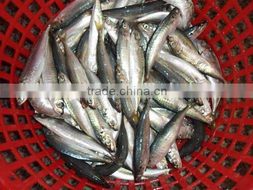Frozen pacific mackerel for sale with size - 80g