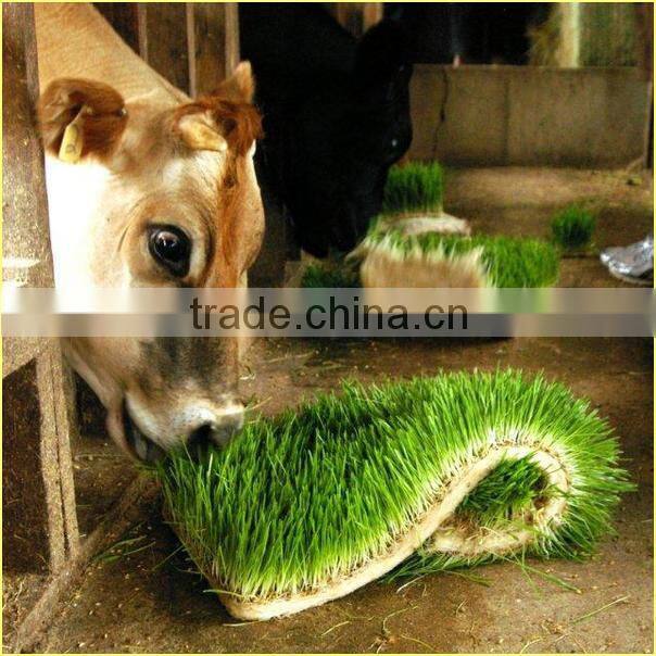 Cattle Fodder Sprout Making Machine | Hydroponic Cattle Fodder Sprout Making Machine | Hydroponic Fodder Making Machine