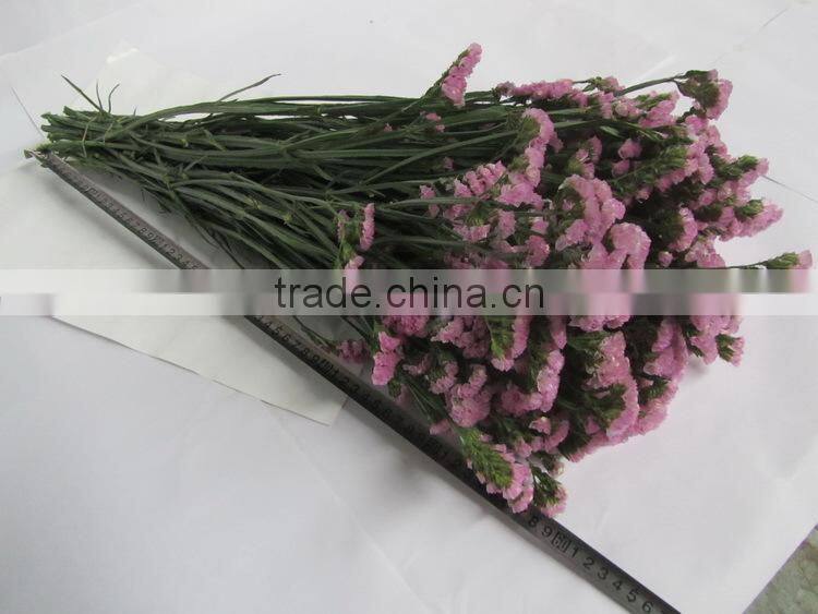 Wide varieties hotsell myosotis cut flower on selling