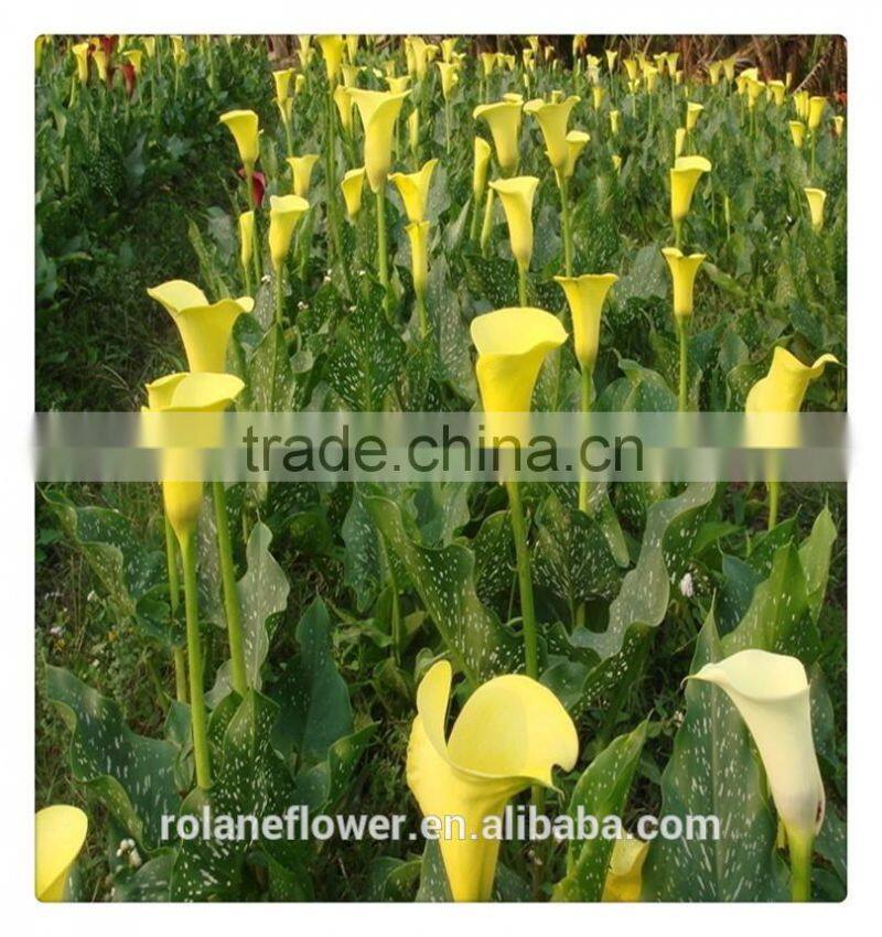 2016 fashion graceful white calla lily flower to express global